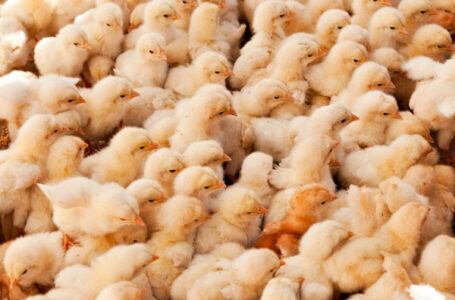 Live Poultry Salmonella Outbreak Sickens 224 People Image